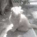 ✦ 𝗥𝗘𝗠𝗘𝗠𝗕𝗘𝗥𝗘𝗗 ✦ Icon