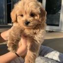 🌸maddie's island Icon