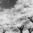 ZenithFR🇫🇷 Icon