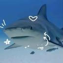 SHARK! Icon