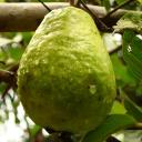 Guava Magnificent Server Icon