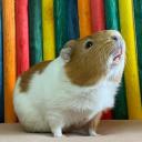 Guinea Pig Network Icon