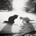 𝑩𝒍𝒐𝒐𝒎𝒆𝒓𝒔⋅˚†₊˖ ࣪♱ Icon