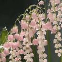 𝙻𝚘𝚟𝚎𝚛𝚜 𝚍𝚘𝚖𝚊𝚒𝚗:) Icon