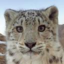 Logan's Fan Club Icon