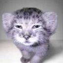 ROBLOX latam community Icon