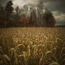 🩸𝓑𝓵𝓸𝓸𝓭 𝓪𝓷𝓭 𝓑⦻𝓷𝓮𝓼 🦴 Icon