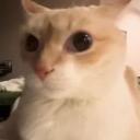 Rosendo(the growening!!!):3 Icon