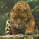 「🇧🇷 - Legião Estudos」 Icon