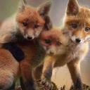 serv de Raudeur Joyeux Icon