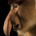 epik monkey server Icon