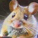 The mouse gang Icon