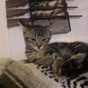 Bambi's edating Icon