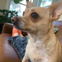 Isolation Kingdom Icon