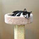 Procedural Scratching Post Icon