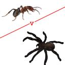 🐜 ANTS VS SPIDERS 🕷️ Icon