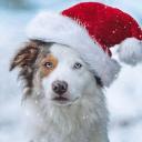 Die Wolfe der sonne Icon