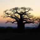 L'Arbre à Palabres Icon