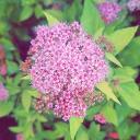 Home for Lost People Icon