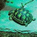 Terrarium de Tortueur Icon