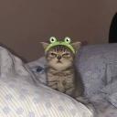 Dedikodu Krallığı Icon