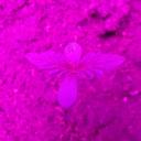 Julies-o-'s server Icon