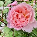 Efflorescence ✨🌿🌹 Icon