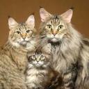 Gangue dos Felinos Icon