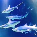 🦈๋࣭⭑ Shark Lovers Icon