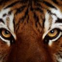 Wildlife Games Initiative Icon