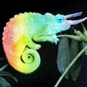 The Queer Chameleons Icon