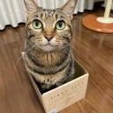 Slime Clash royale's clan Icon