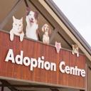 Dog Boy Adoption center Icon