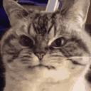 Y7 TEAM / Code ID Icon