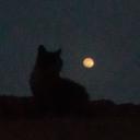 Whispers of the moon Icon