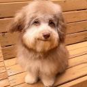 big boss lord of dog’s server Icon