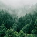 The Forest Icon