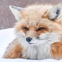 The Fox Server Icon