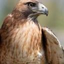 Talon’s Gaming Community Icon