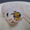 ?⚫Reptile Republic⚪? Icon