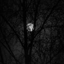 MIDNIGHT SOCIAL Icon