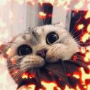 Cats on fire! Icon