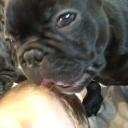 Whitty’s Minivan Icon