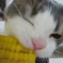 Kissasyömaissia Icon