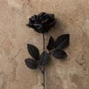 Black Rose Icon