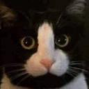 DISCORD KITTENS Icon