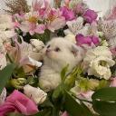 Bloom ♡⸝⸝ Icon