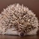 de hedgehog house Icon