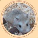Hamster Haven Icon