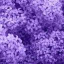 Lilac Advertising Icon